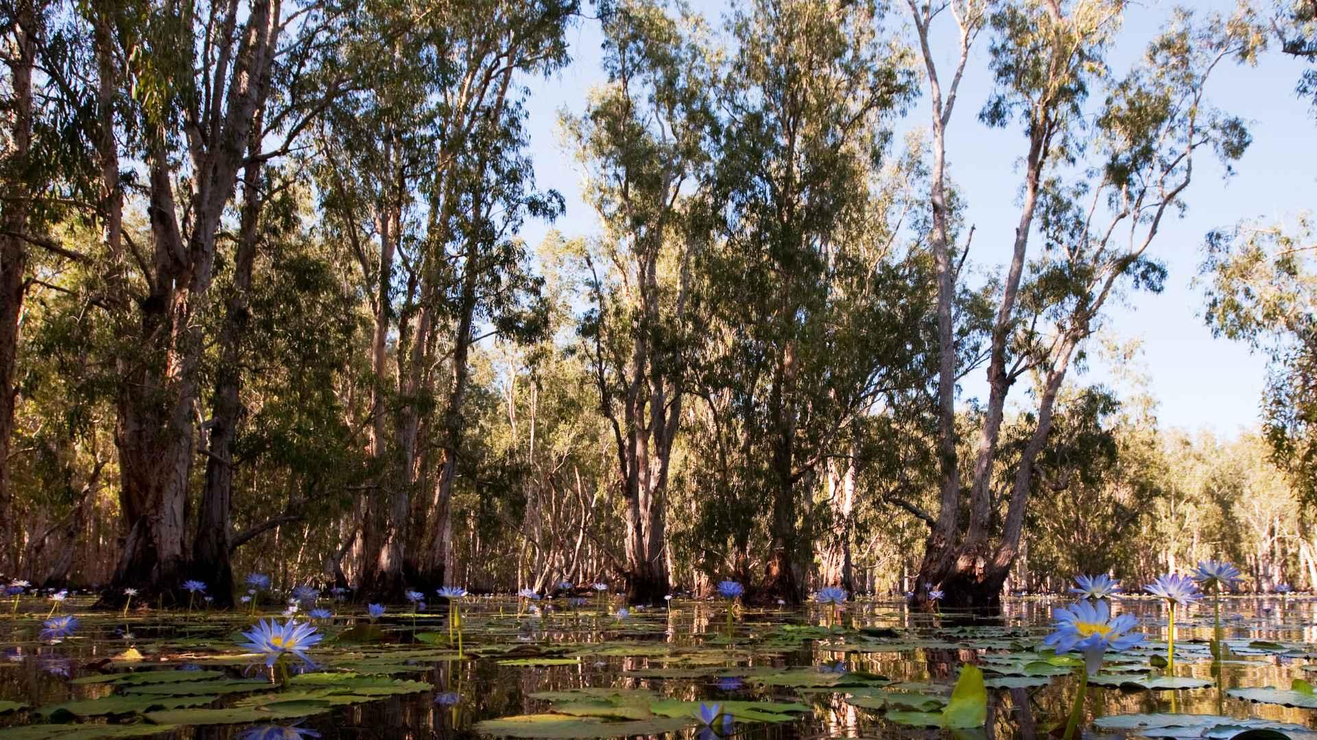 Lugares Turísticos de Tumbes: Cuáles Visitar