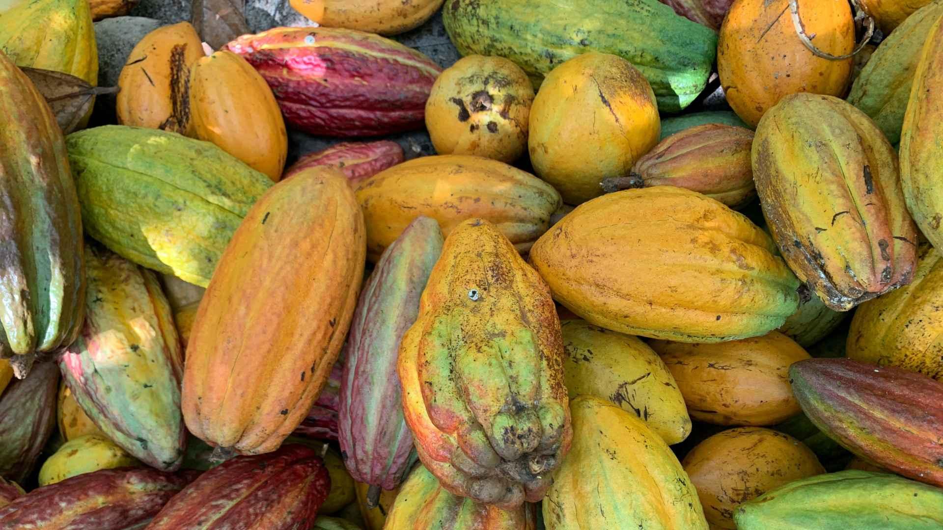 Precio del cacao: qué está pasando en 2026 y cómo puede afectar tus finanzas